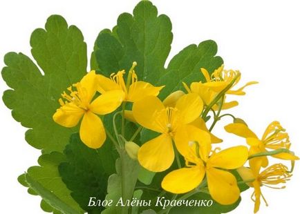 Ce fel de rostopască de plante Ce fel de rostopască de plante