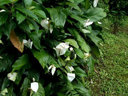 Cum să aibă grijă Spathiphyllum