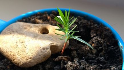 Bonsai pentru ce Bonsai pentru ce