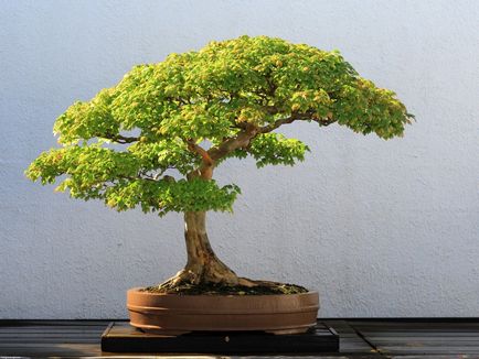 Bonsai pentru ce Bonsai pentru ce