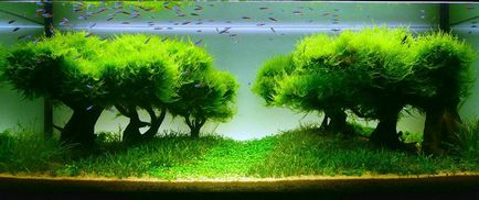 Bonsai pentru ce Bonsai pentru ce