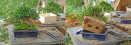Bonsai pentru ce Bonsai pentru ce