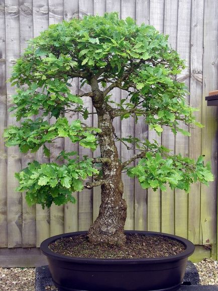 Bonsai pentru ce Bonsai pentru ce