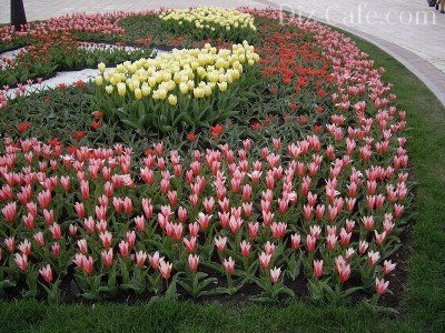 Paturi de design și paturi de flori Paturi de design și paturi de flori