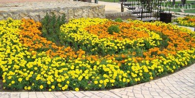 Paturi de design și paturi de flori Paturi de design și paturi de flori