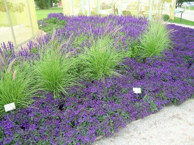 Paturi de design și paturi de flori Paturi de design și paturi de flori