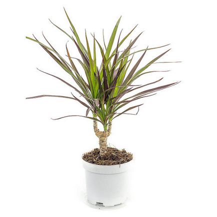 Cum să crească Dracaena