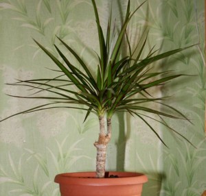 Cum să crească Dracaena