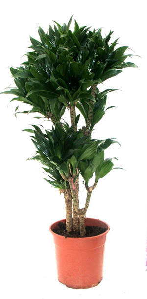 Cum să crească Dracaena