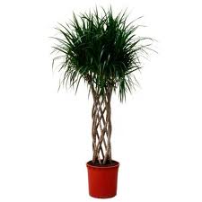 Cum să crească Dracaena