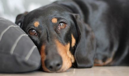 Enterita în tratamentul câinilor (parvovirus) simptome semne cauze enterite virale, Veterinare