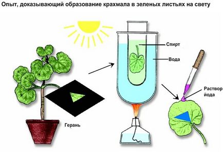 Ceea ce este produs prin fotosinteza