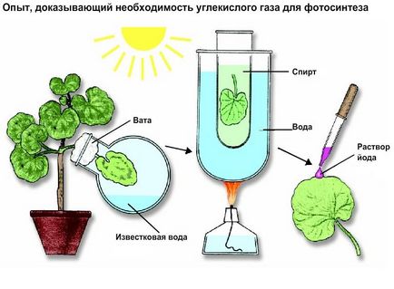 Ceea ce este produs prin fotosinteza