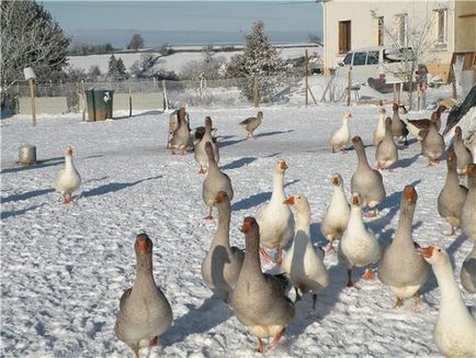 Cum să crească gâște