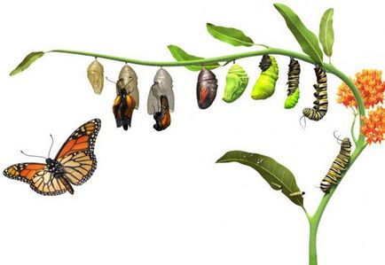 Butterfly este cine sau ce Butterfly este cine sau ce