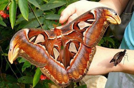 Butterfly este cine sau ce Butterfly este cine sau ce