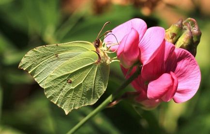 Butterfly este cine sau ce Butterfly este cine sau ce