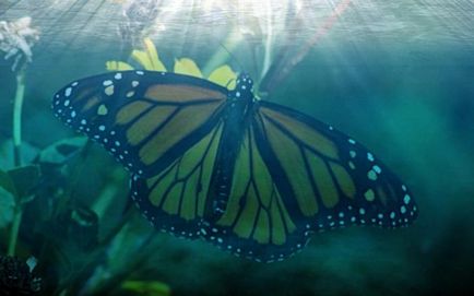 Butterfly este cine sau ce Butterfly este cine sau ce