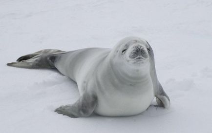 Cum de a trăi pe Antarctica Cum de a trăi pe Antarctica