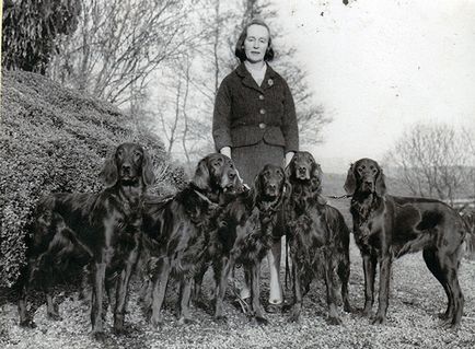 rase de câini irlandezi rase de câini irlandezi