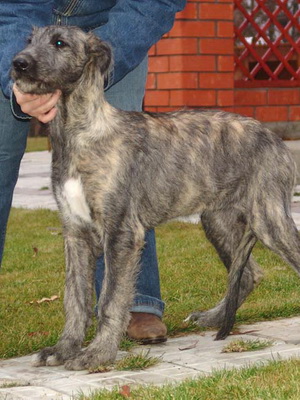 rase de câini irlandezi rase de câini irlandezi