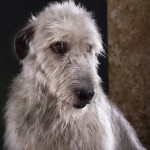 rase de câini irlandezi rase de câini irlandezi