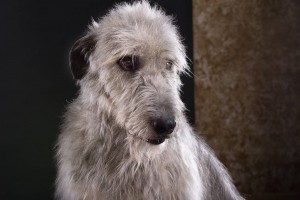 rase de câini irlandezi rase de câini irlandezi