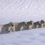 rase de câini irlandezi rase de câini irlandezi