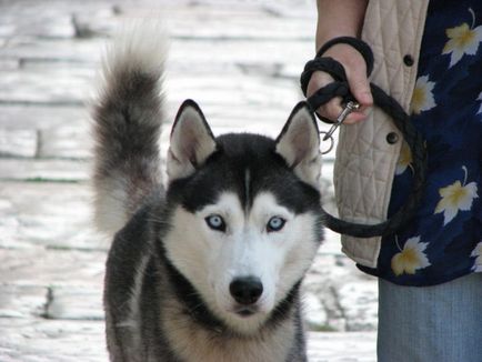 Cățeluși ca o jucărie Cățeluși ca o jucărie