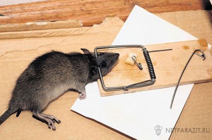 Cum să scapi de șobolani în apartament