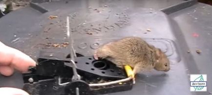 Cum să scapi de șobolani în apartament