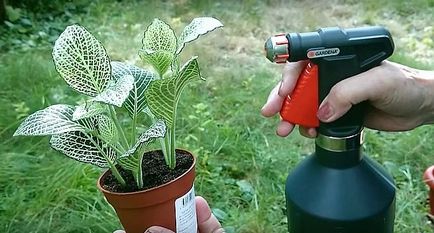 Cum sa scapi de acarian pe plante