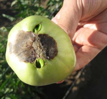 Cum de a evita negru pe tomate și de ce se transforma negru