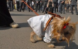 Cum de a lega o panglică absolvent