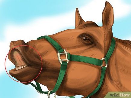 Cum să înțeleagă calul