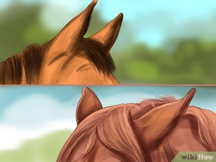 Cum să înțeleagă calul