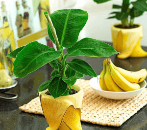 Cum să crească banane la domiciliu