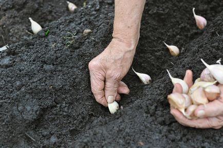 Cum de a planta usturoi