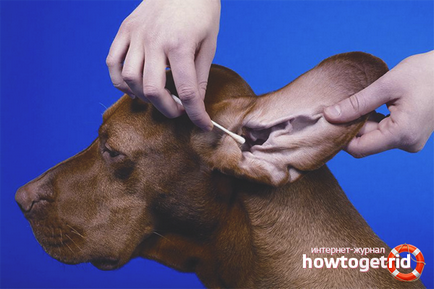 Cum pentru a curăța urechile cainelui