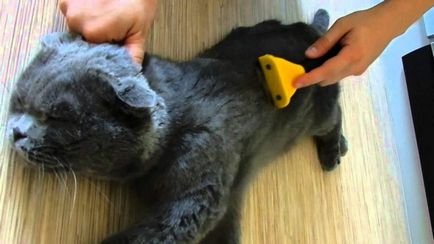 Cum sa scapi de păr de pisică