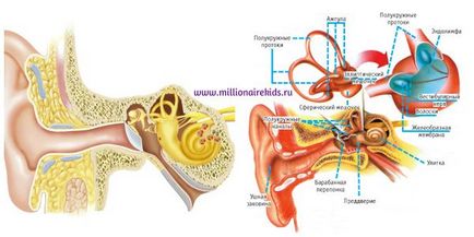 Cum de a dezvolta aparatul vestibular