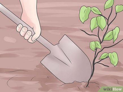 Decât să distrugă plantele