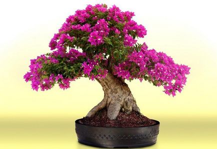 Bonsai pentru ce Bonsai pentru ce
