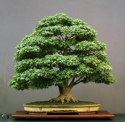Bonsai pentru ce Bonsai pentru ce