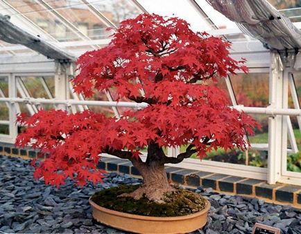Bonsai pentru ce Bonsai pentru ce