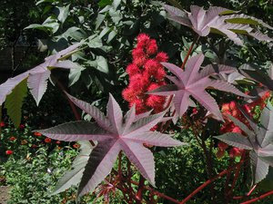 Cum să crească de semințe de ricin ca atunci când pentru a planta în sol, principalele metode de cultivare, îngrijire