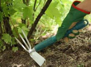 Cum să crească ulei de ricin plante Cum să crească ulei de ricin plante