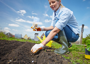 Cum să crească ulei de ricin plante Cum să crească ulei de ricin plante