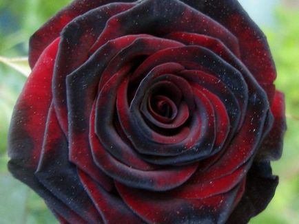 Trandafiri grad magie neagră