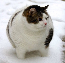 Deoarece pisica pentru a pierde în greutate